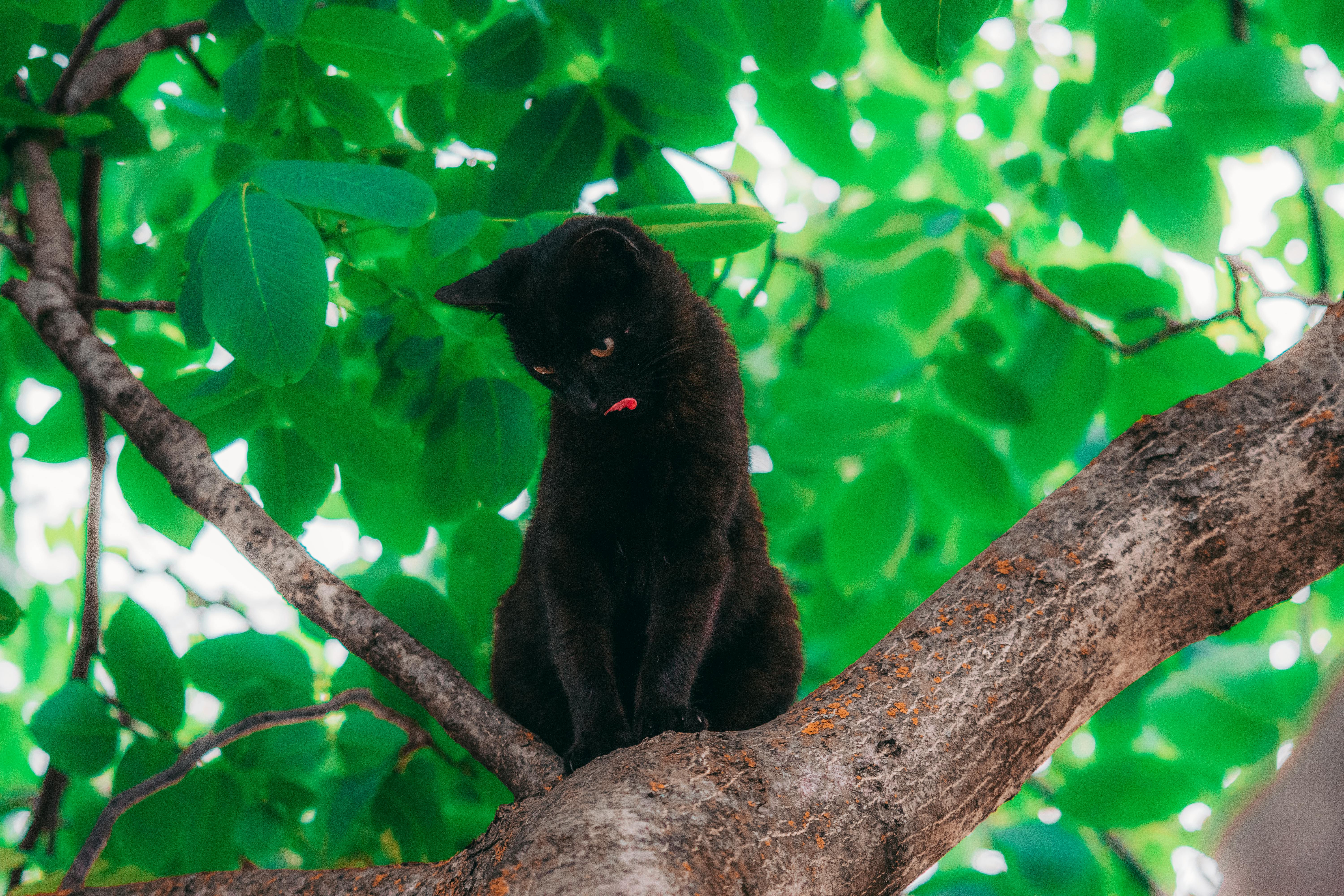 Hoe bescherm je je kat tegen de zomerhitte?