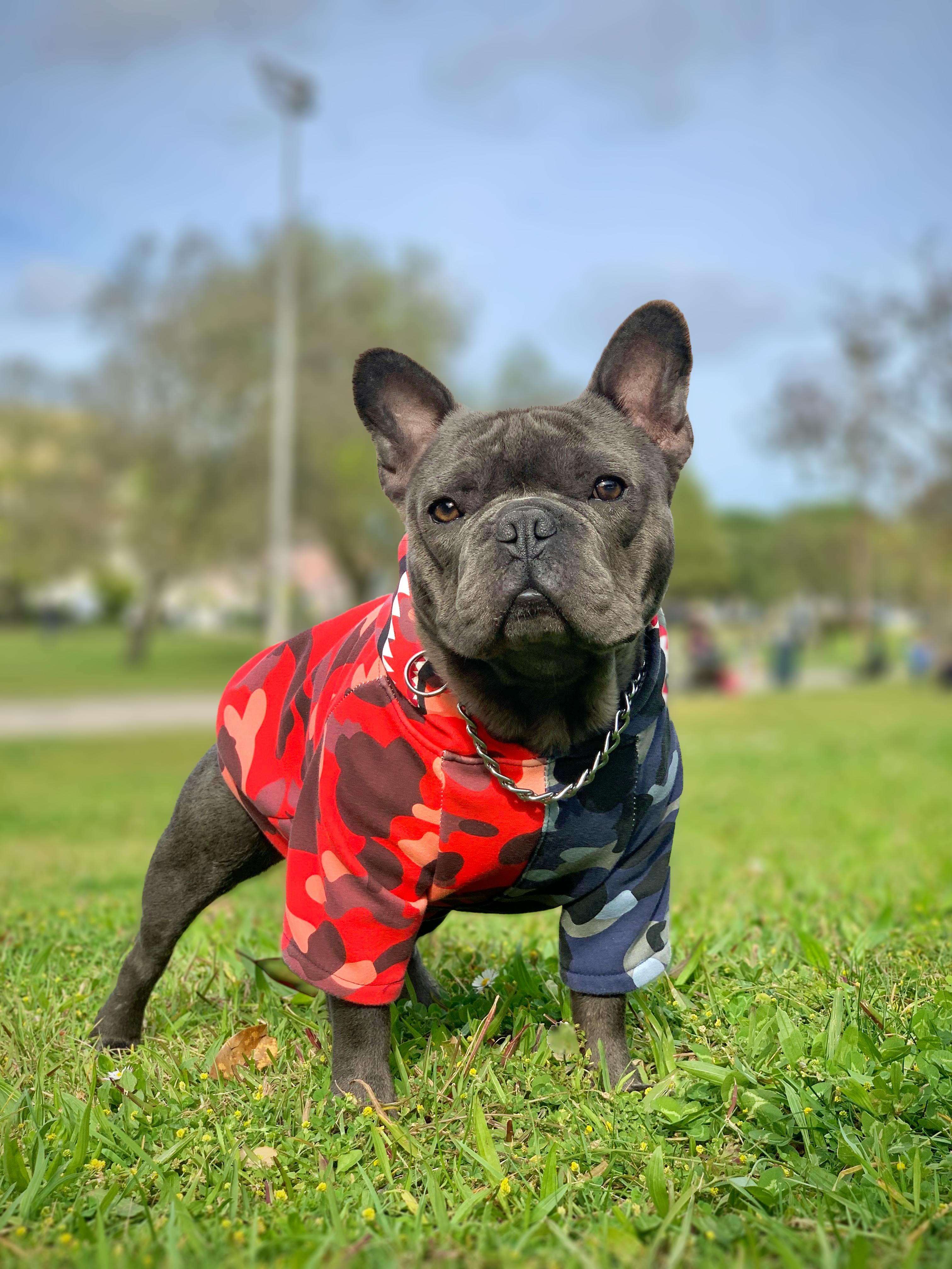 Hoe kies je kleding voor een hond?