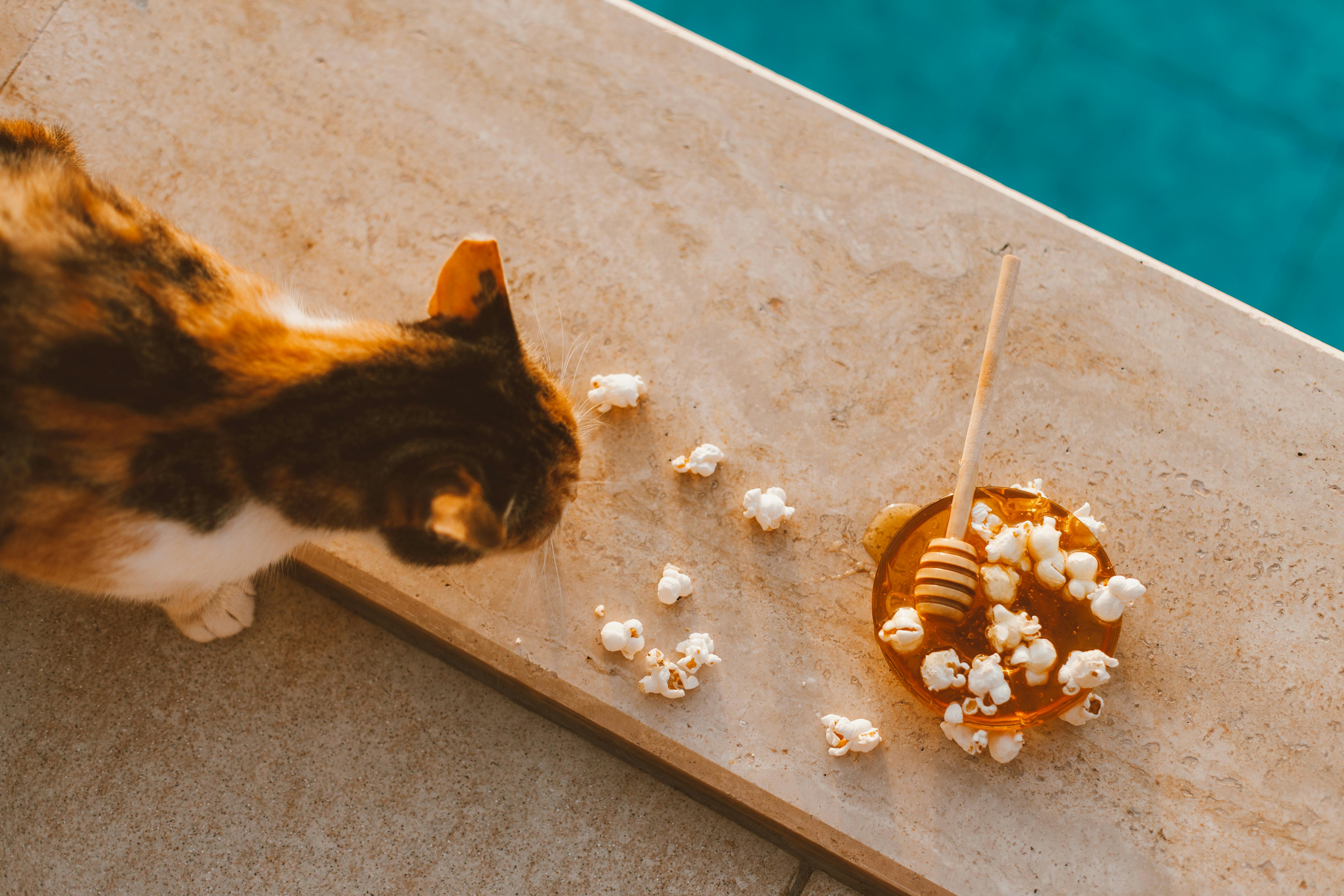 Hoe maak je zelfgemaakte kattenvoeding?