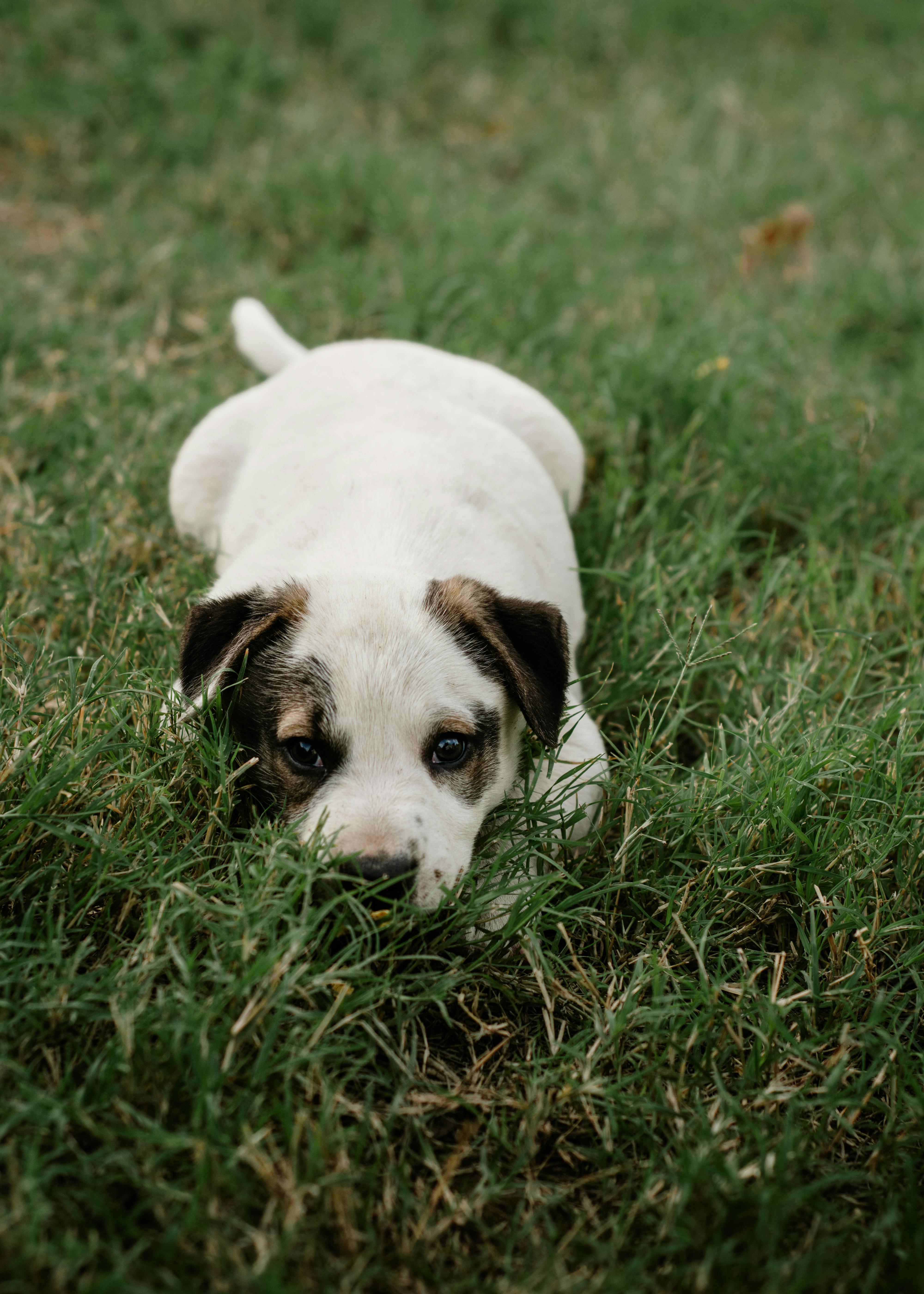 Is het normaal dat een hond in de tuin graaft?