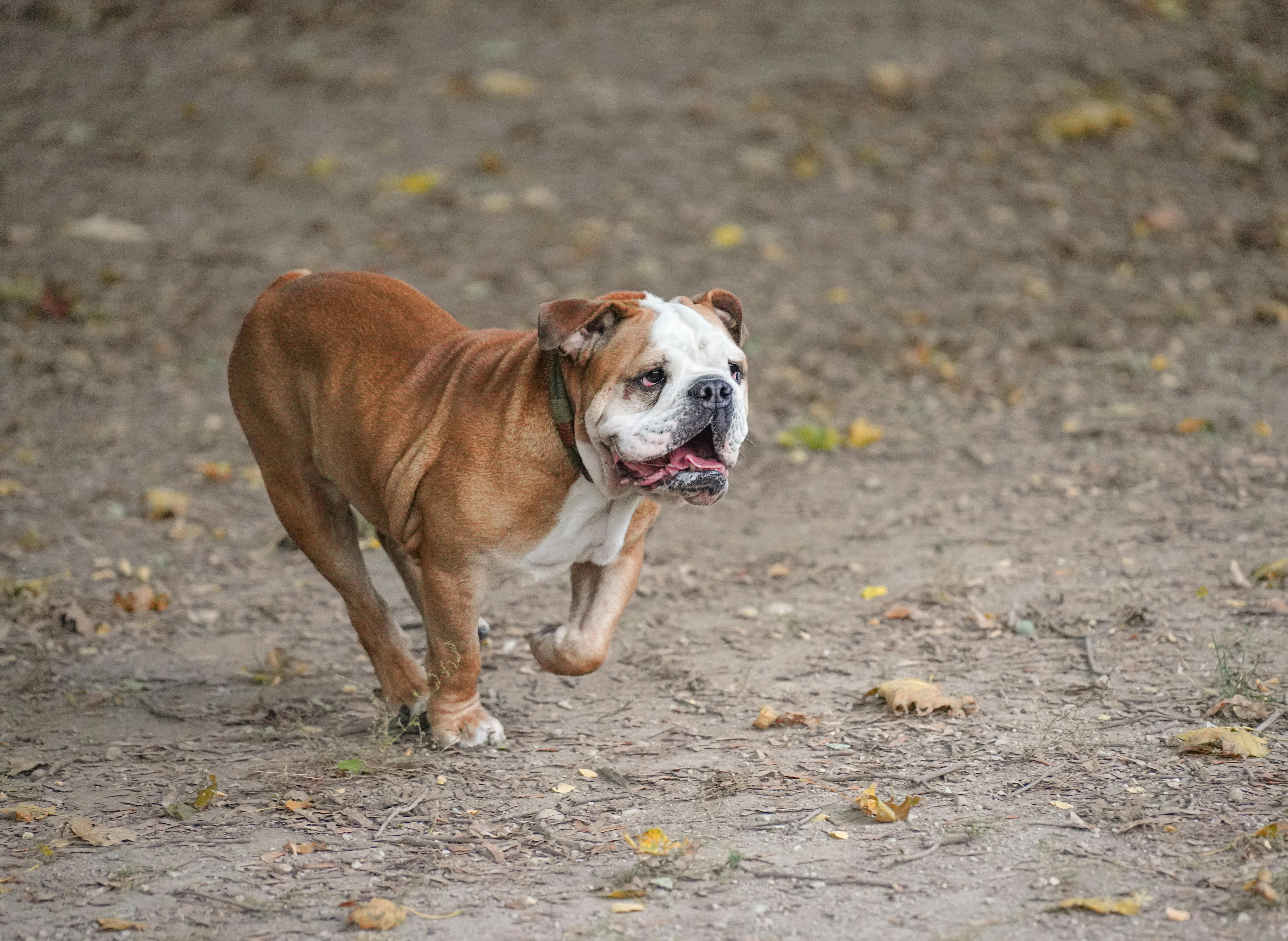 Wat is een normale lichaamstemperatuur voor een hond?