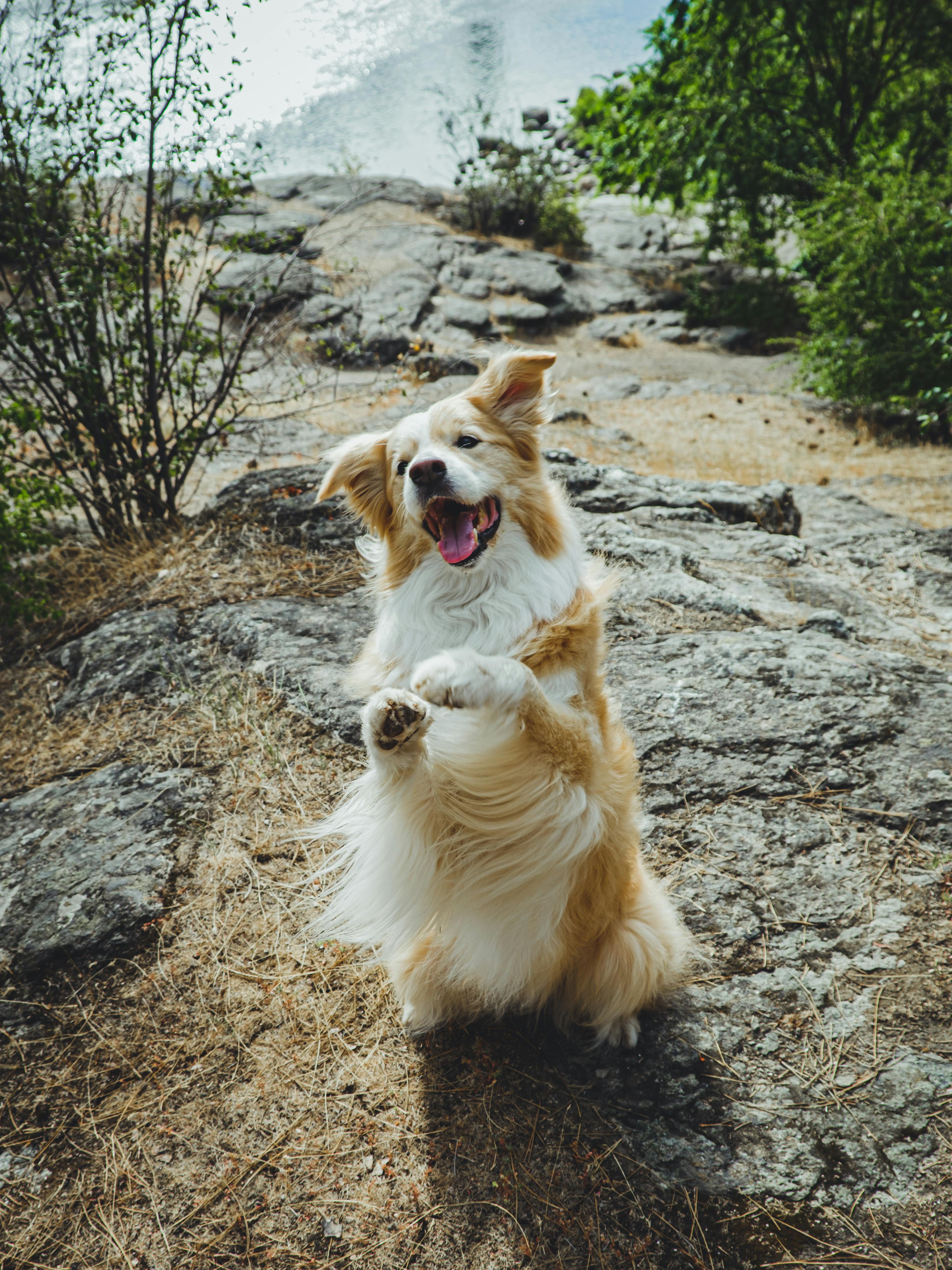 Wat zijn de maandelijkse kosten van het hebben van een hond?