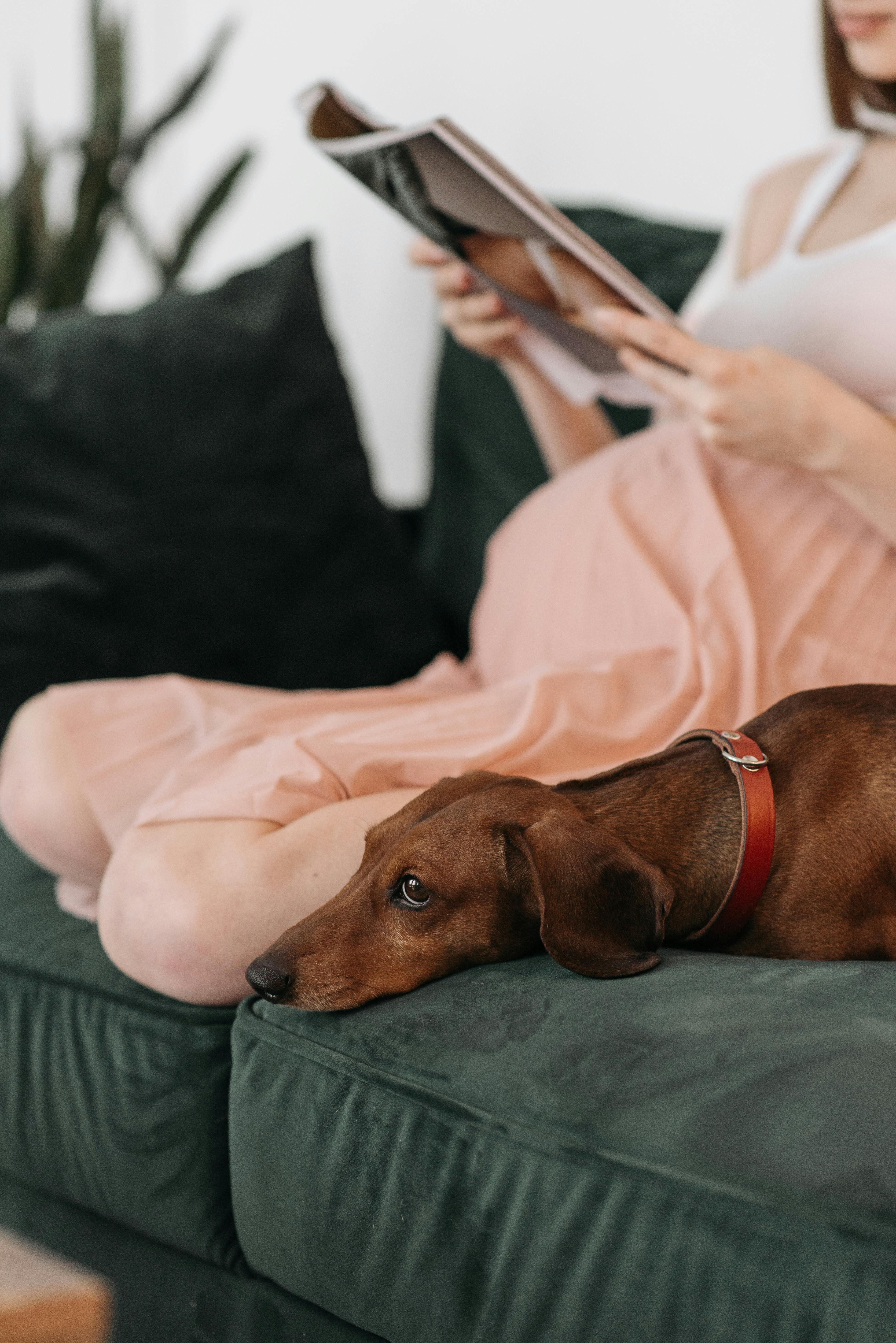 Wat zijn de tekenen dat een hond zwanger is?