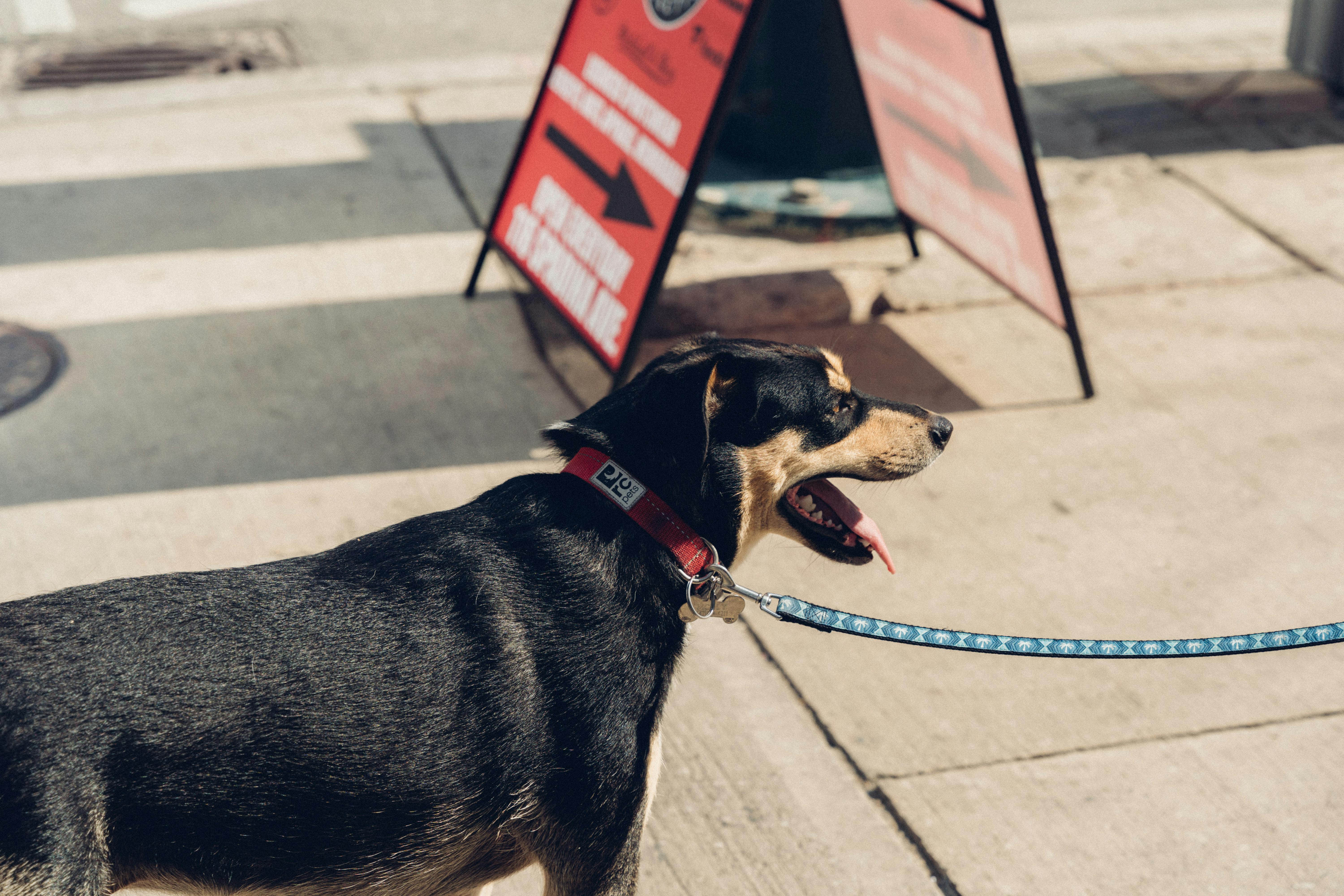 Welke vaccinaties heeft een hond nodig en wanneer?