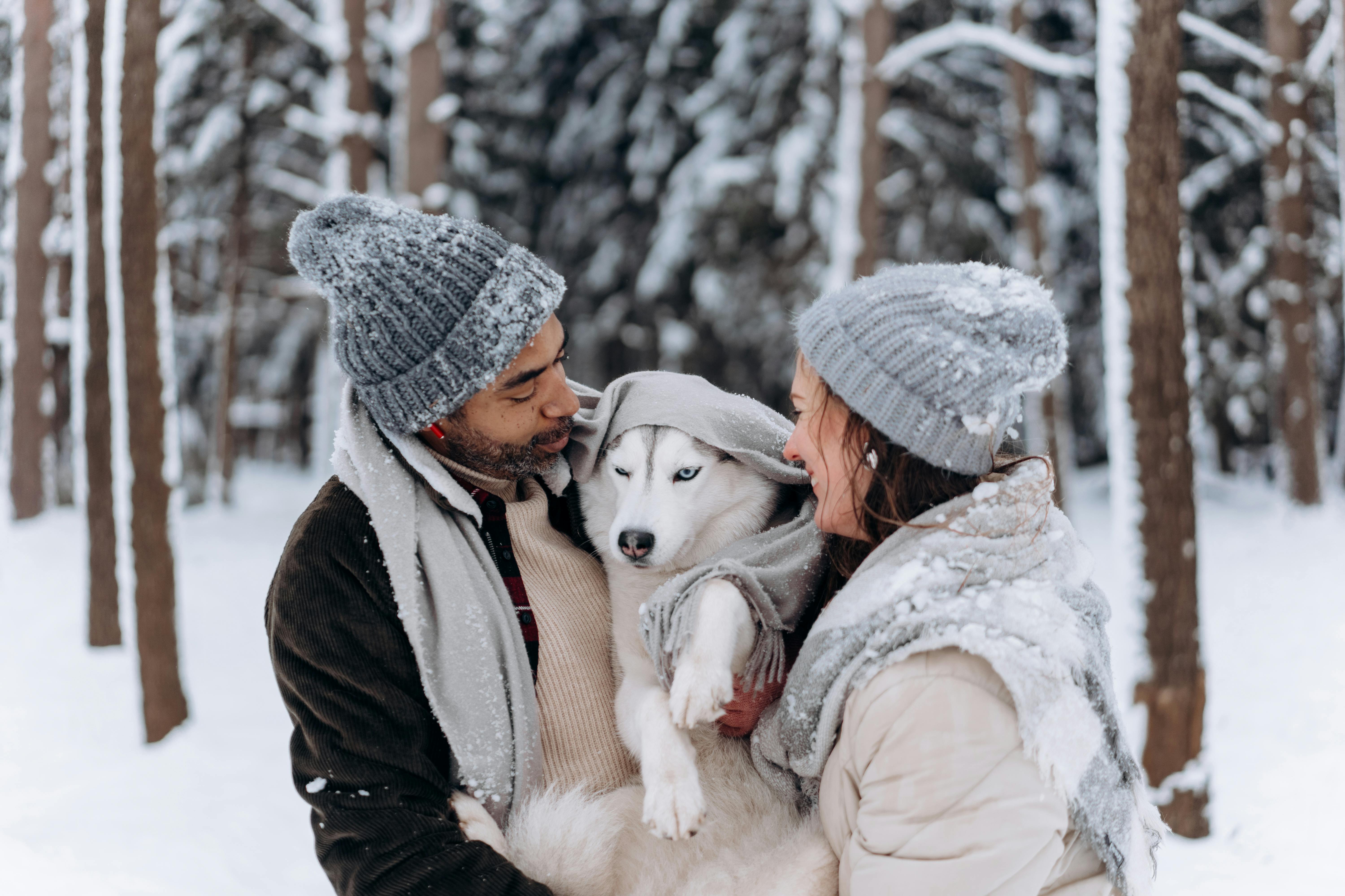 Wie koopt er meestal honden?