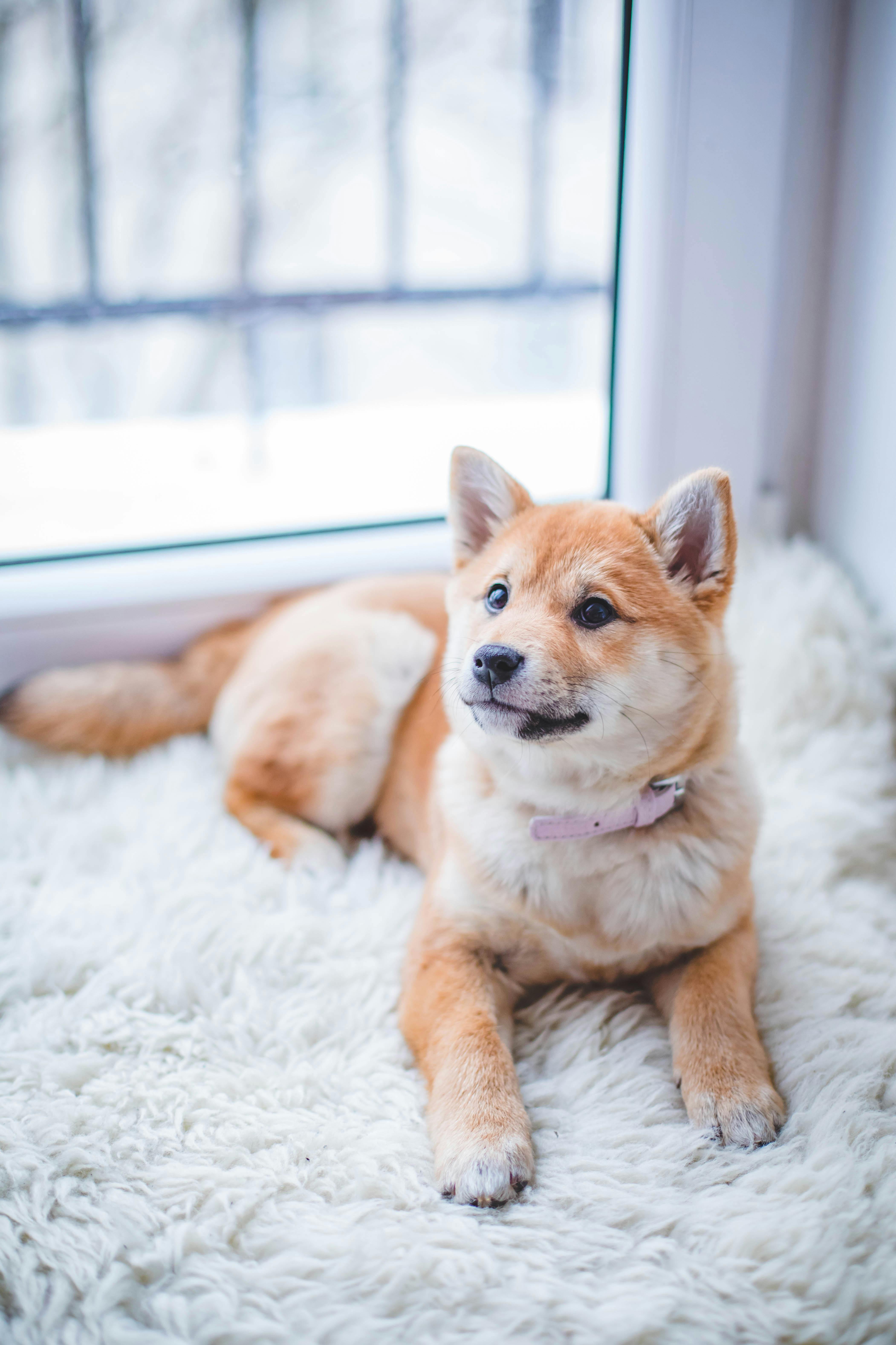 Hoe stop je een hond van het likken aan zijn poten?