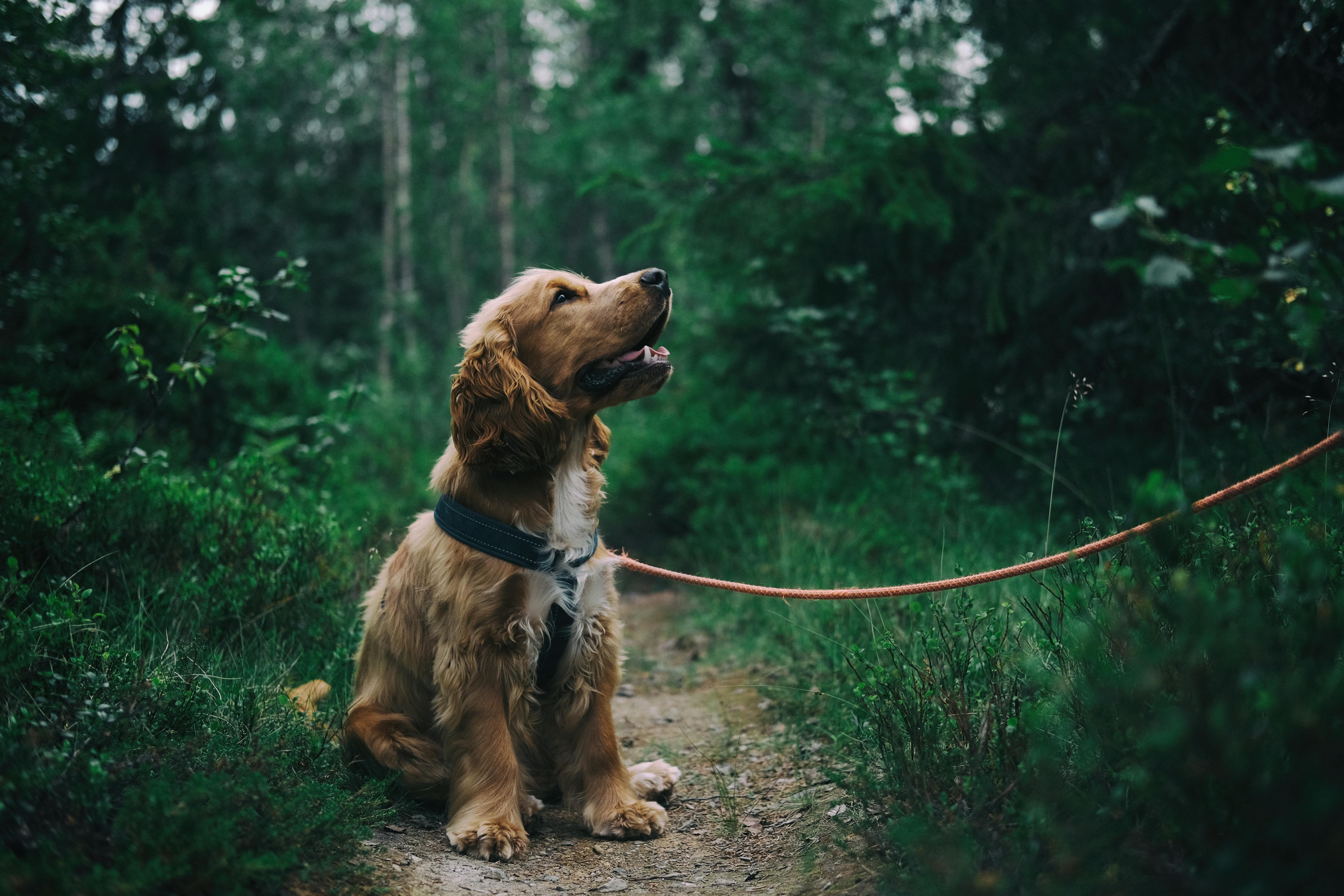 Wat moet je vermijden om aan je hond te voeren?